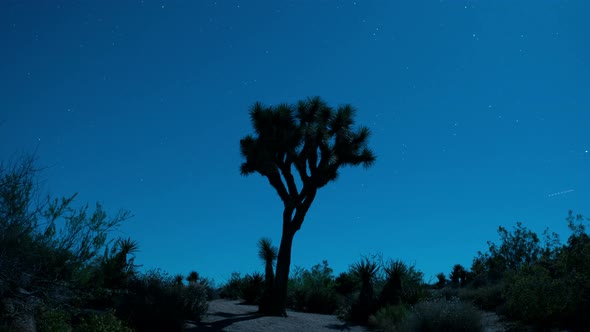 Night Sky In Joshua Tree