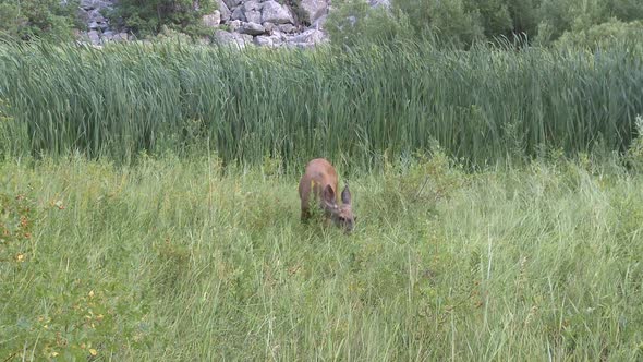 Deer Eating Grass