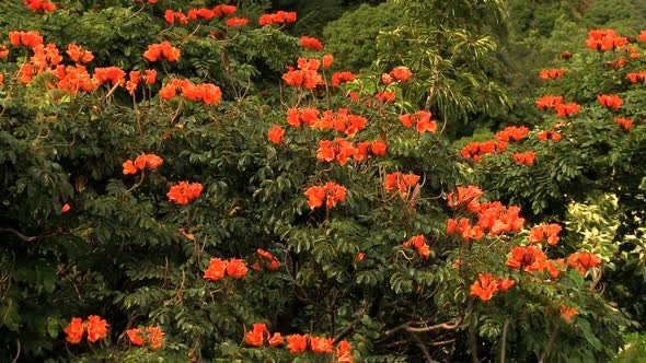 African Tulip Trees