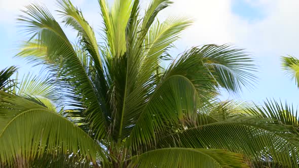 Palm Tree