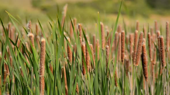 Marsh Of Reeds Point Reyes California 2