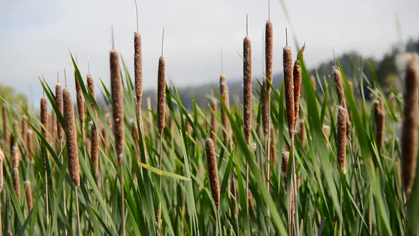 Marsh Of Reeds Point Reyes California 4