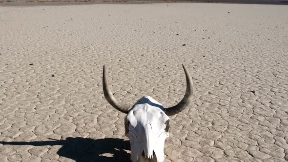 Skull On The Desert Floor - Death Valley 1