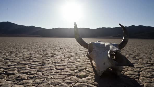 Skull On The Desert Floor - Death Valley 2