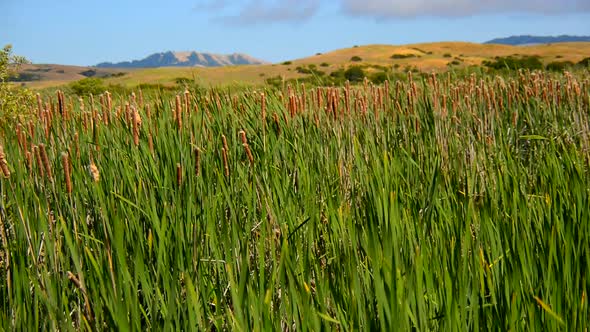 Marsh Of Reeds Point Reyes California 5