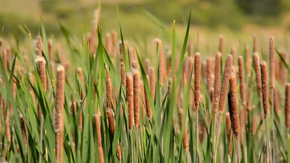 Marsh Of Reeds Point Reyes California 7