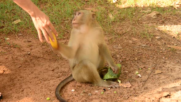 Monkey Eating Lotus Seeds - Angkor Wat Temple Cambodia 2