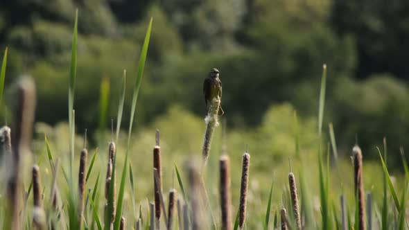 Bird On Reeds Point Reyes California 3