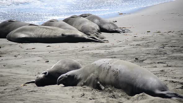 Elephant Seal Beach -  San Simeon California 3