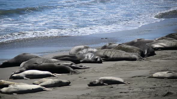 Elephant Seal Beach -  San Simeon California 5