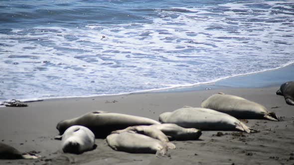 Elephant Seal Beach -  San Simeon California 9