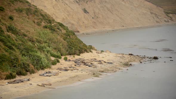 Elephant Seals At Point Reyes California 2