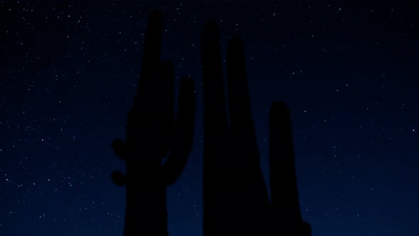 Desert Cactus At Night 2 alt