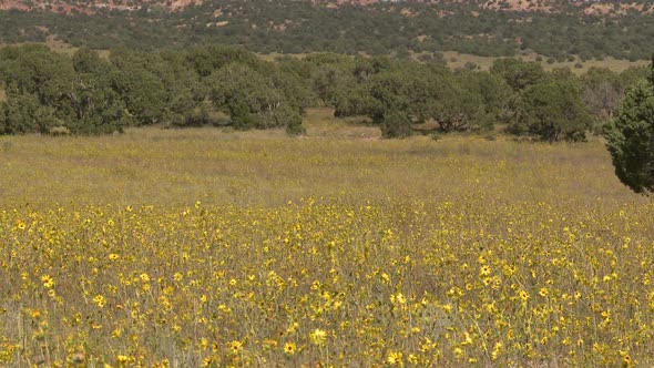 Field Of Wild Flowers - Clip 5