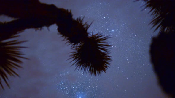 Joshua Tree At Night 