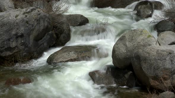 Forest Stream 5