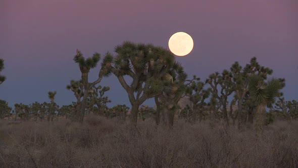 Full Moon Rising Behind Joshua Tree 3