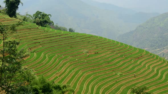 Scenic Rice Terraces - Northern Mountains Of Sapa Vietnam alt