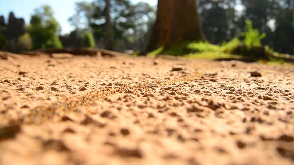 Giant Ant Colony On The March In The Jungle 1