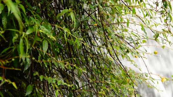 Raging Waterfall During Rainstorm - Sapa Vietnam 9