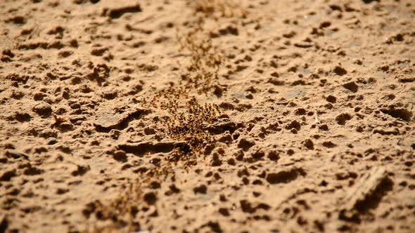 Giant Ant Colony On The March In The Jungle 16