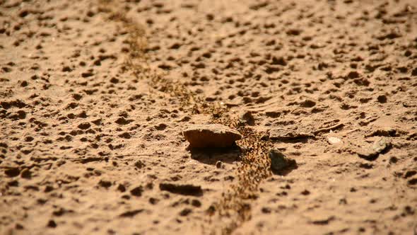 Giant Ant Colony On The March In The Jungle 4