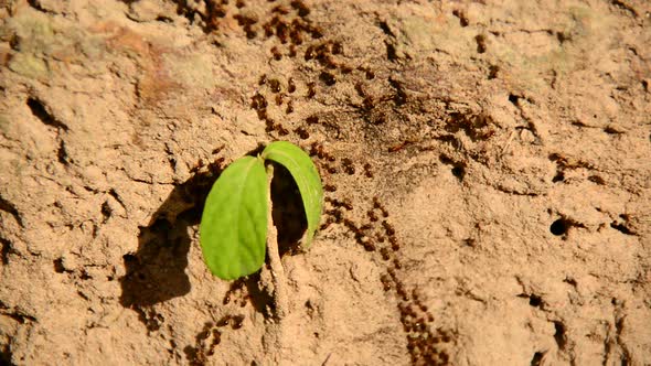 Giant Ant Colony On The March In The Jungle 5