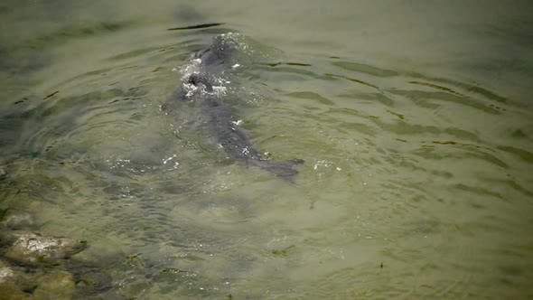 Seals Playing In The Ocean - Point Reyes