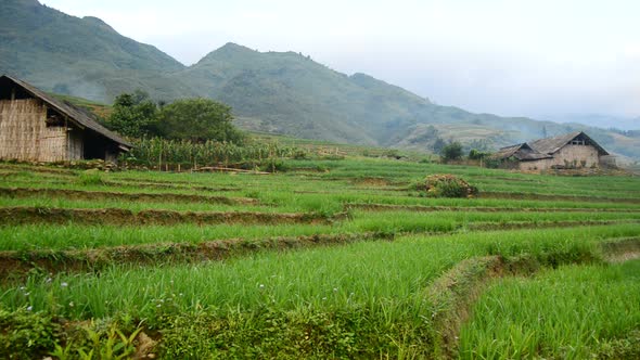 Farm With Rice Terraces In Valley Sapa Vietnam alt