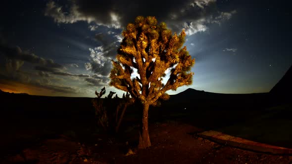 Joshua Tree At Night  alt