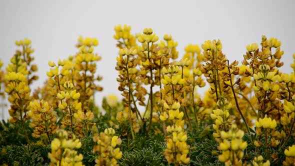 Wild Flowers - Point Reyes National Park 1