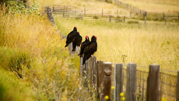 Wild Turkey Vulture Buzzards Sitting On A Fence 2