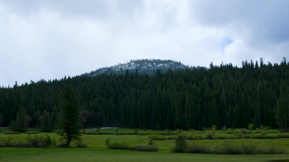 Yosemite Forest