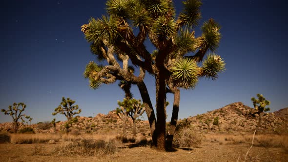 Joshua Tree At Night Full Moon - Time Lapse - Dolly Pan - 4k 8