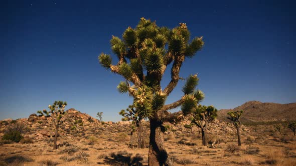 Joshua Tree At Night Full Moon - Time Lapse - Slider Pan 14