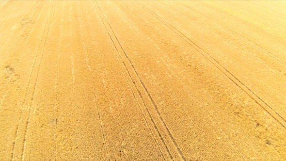 Wheat Field From Above