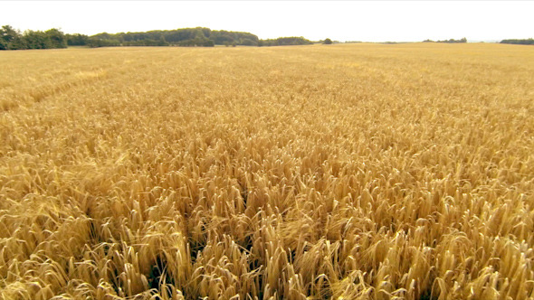 Wheat Field Aerial