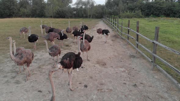 Group of Ostriches Walking on Farm Field