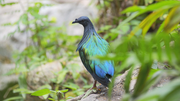 Nicobar Pigeon Bird in Forest