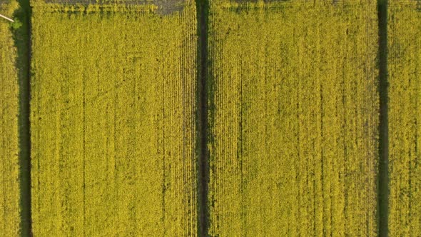 Drone view of rapaseed fields