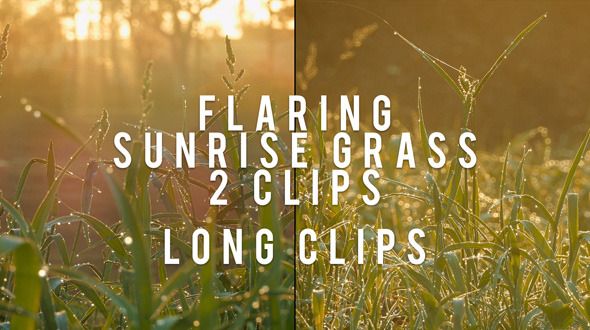 Flaring Grass