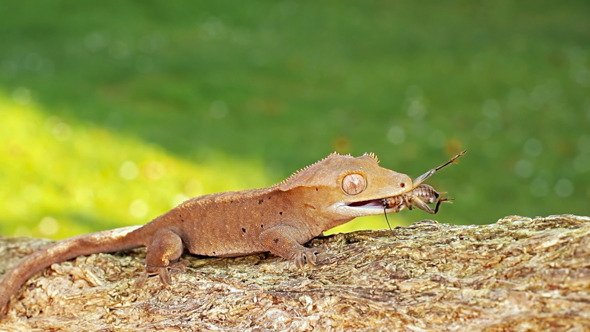 Gecko Climbing on the Tree