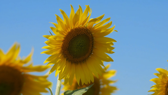 Sunflower On Sky