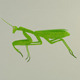 Mantis - 3DOcean Item for Sale