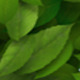 Green Leaves Transition - VideoHive Item for Sale