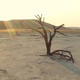 Dead Vlei - VideoHive Item for Sale