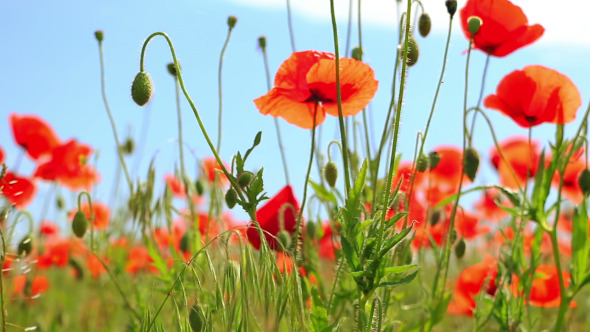 Red Flowers on a Poppy Field