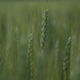 Wheat - VideoHive Item for Sale