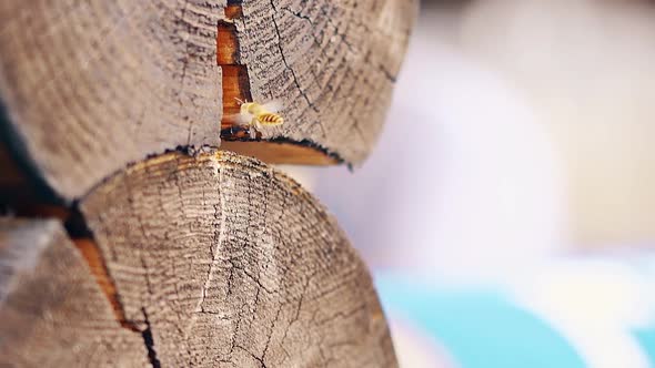 Closeup Slow Motion Wasps Arrive Builds a Nest Between the Logs in the Summer Wooden House