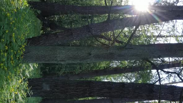 Vertical Video of a Forest with Pine Trees